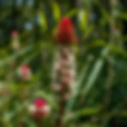 Exploring the Intricacies of Mexican Fleabane Seed Introduction