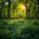 Exploring the Online Landscape for Virginia Creeper Purchases Introduction