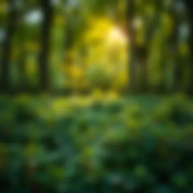 Exploring the Online Landscape for Virginia Creeper Purchases Introduction Exploring the Online Landscape for Virginia Creeper Purchases Introduction