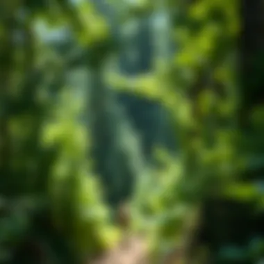 Notable Exploring the Online Landscape for Virginia Creeper Purchases Notable Exploring the Online Landscape for Virginia Creeper Purchases