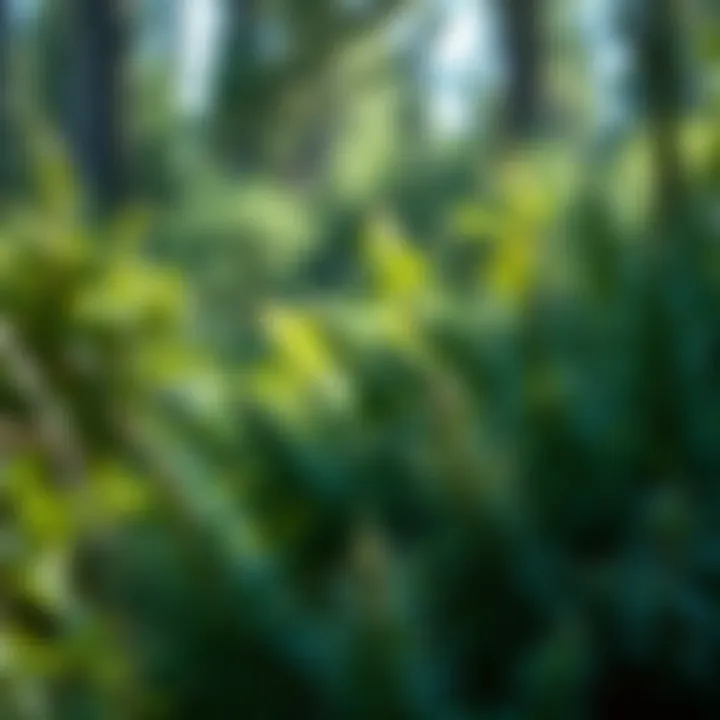 Exploring the Online Landscape for Virginia Creeper Purchases Summary