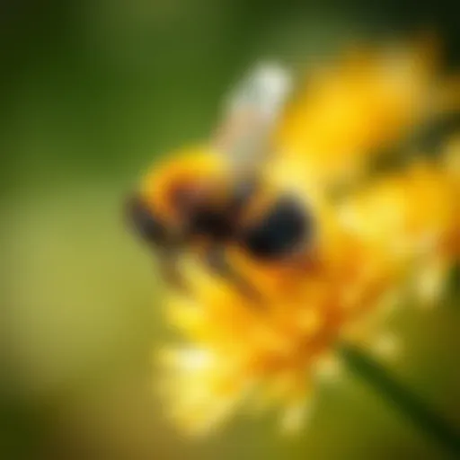 Exploring the Rich World of Bumble Bees Through Imagery Introduction