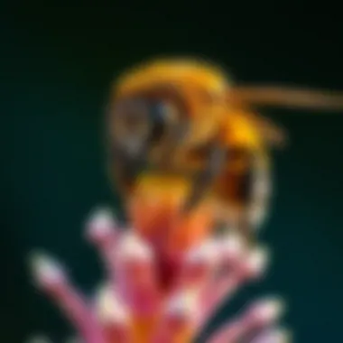 Notable Exploring the Rich World of Bumble Bees Through Imagery Notable Exploring the Rich World of Bumble Bees Through Imagery