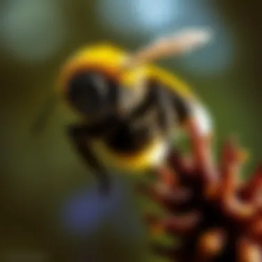 Exploring the Rich World of Bumble Bees Through Imagery Summary