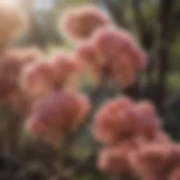 A close-up of the delicate flowers of the Smoke Tree showcasing their unique shape and color
