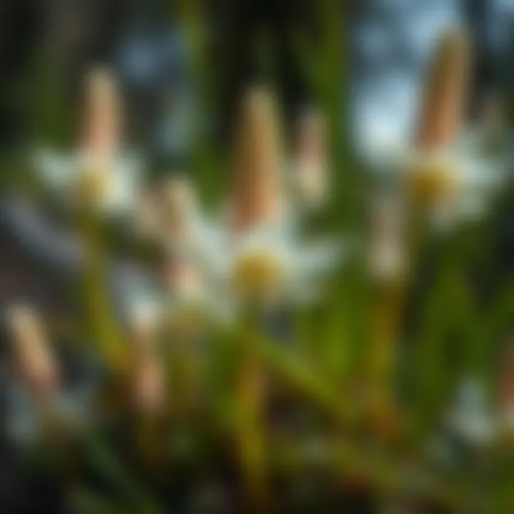 Ecological Wonders of Mount St. Helens Close-up of unique flora found in the Mount St. Helens ecological zone.