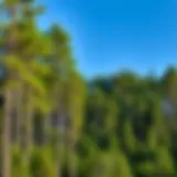 Exploring the Sustainability of Forests: Challenges and Solutions Introduction