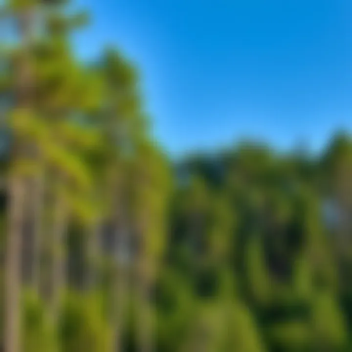 Exploring the Sustainability of Forests: Challenges and Solutions Introduction
