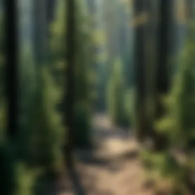 Notable Exploring the Sustainability of Forests: Challenges and Solutions Notable Exploring the Sustainability of Forests: Challenges and Solutions