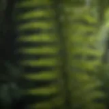 Close-up view of Tennessee Fern leaves displaying unique frond structure