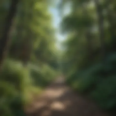 A scenic view of Eagle Mountain Park's lush trails under a clear blue sky