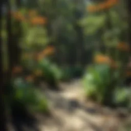 Exploring the Trails of Mena, Arkansas: A Comprehensive Guide Introduction