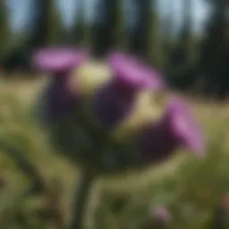 A close-up view of various thistle species in a natural setting