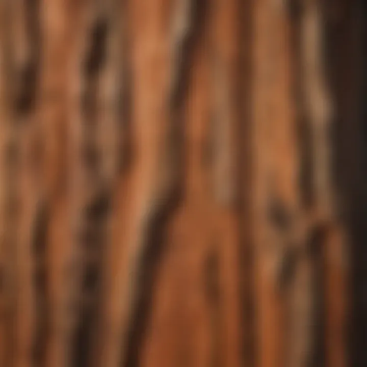 Close-up of Western Red Cedar bark showcasing its unique textures