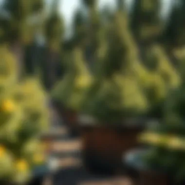 Notable Exploring Tree Nursery Containers: Design, Use, and Environmental Impact