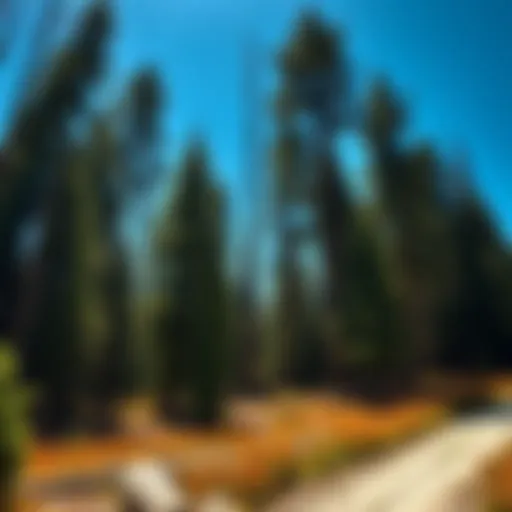 Exploring Turkey Pass Campground: A Comprehensive Guide to Woodland Conservation Introduction