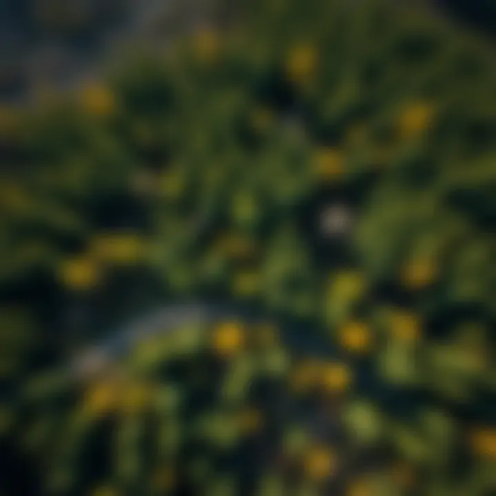Sustainable Forestry Practices An aerial view of sustainable forestry practices implemented in Voyageur North