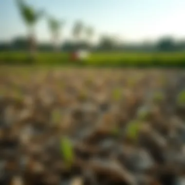 The Reality of Water Scarcity in Agriculture A wilted crop field illustrating the impacts of water scarcity.