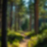 Exploring Woodland Park Hikes: A Comprehensive Guide Introduction