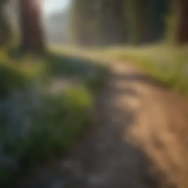 Serene landscape of a hidden backway with wildflowers