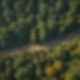 An aerial view of a lush forest highlighting diverse tree species