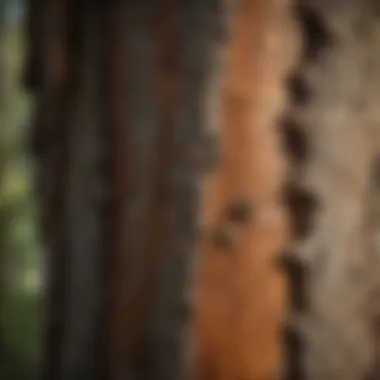 A close-up of a healthy tree trunk with bark texture