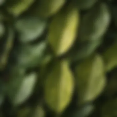 Close-up of Ficus Aurea leaves highlighting their unique texture.