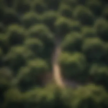 Aerial view of a Ficus Aurea grove in a natural habitat.