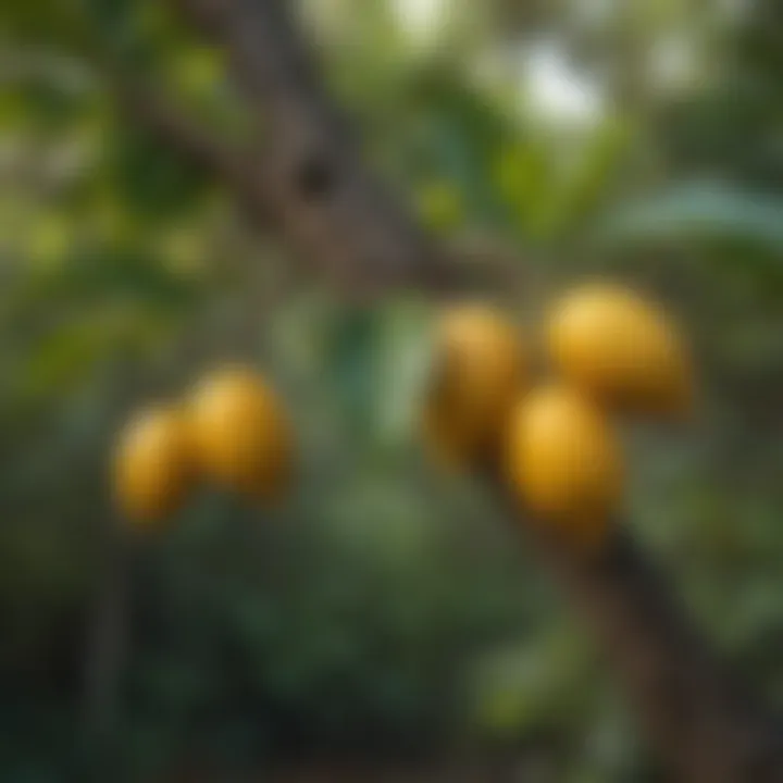 Fruit of the Ficus Aurea on a tree branch, ripe and nutritious.