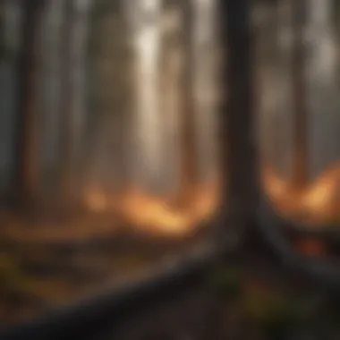 Graphical representation of forest types affected by fire