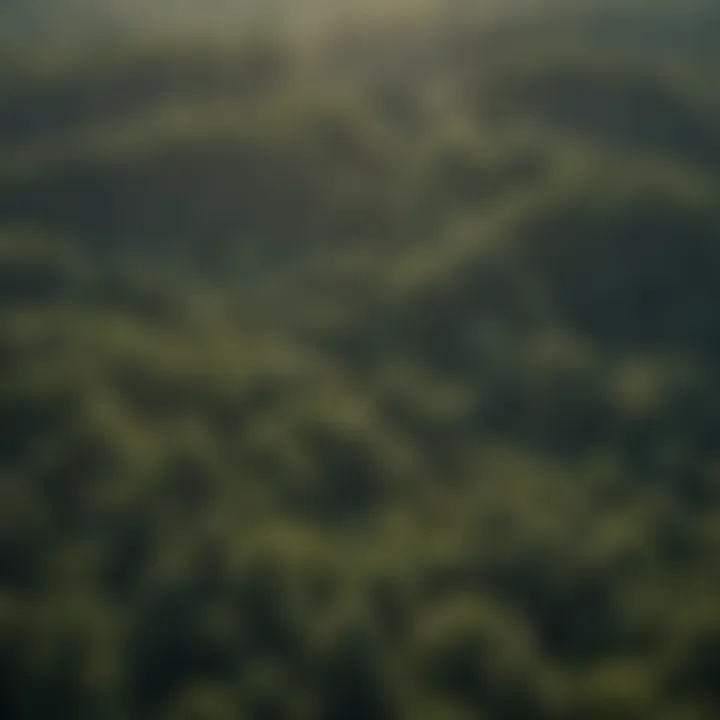 An aerial view of a lush forest in New Jersey showcasing sustainable forestry practices.