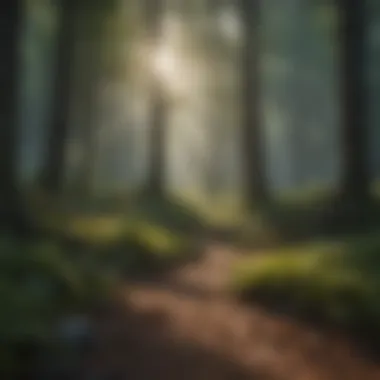 Sunlit Serenity in the Forest A serene forest scene with sunlight filtering through the trees