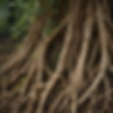 A close-up view of ginseng roots showcasing their intricate structure.