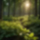 A lush ginseng field flourishing under the dappled sunlight.