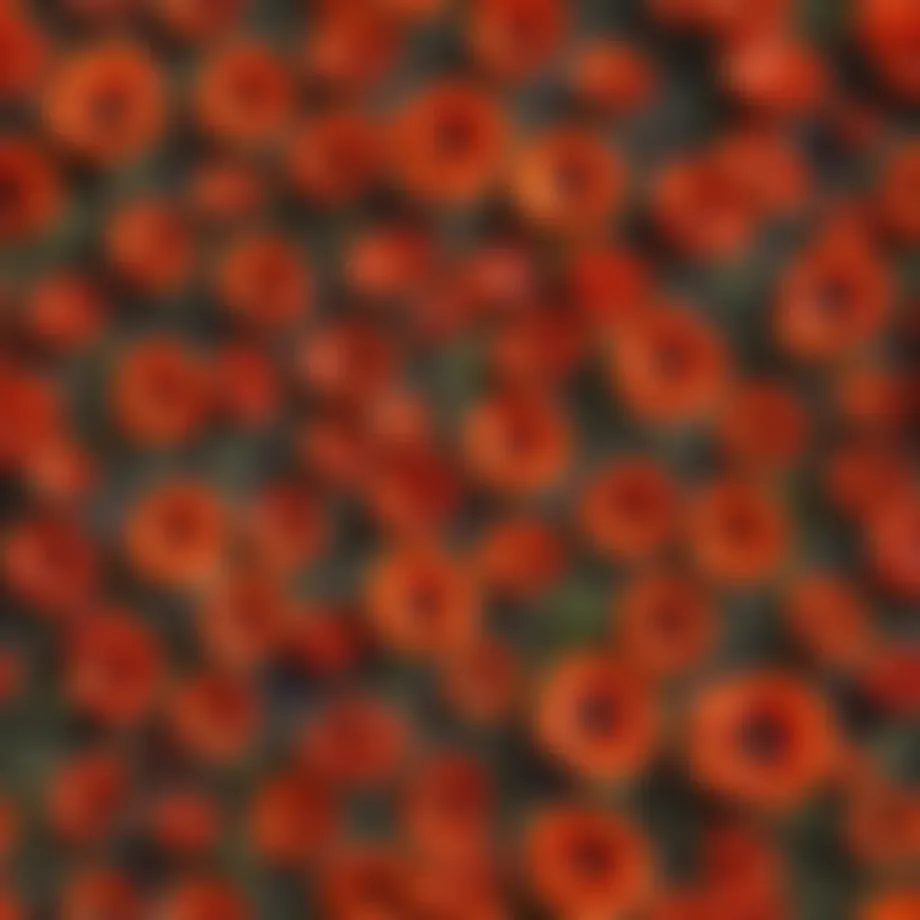 Various types of poppy seeds ready for planting