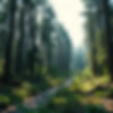 Forest Conservation through Water Innovation Sustainable forest ecosystem benefitting from water extraction