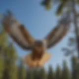 A hawk soaring gracefully against a clear blue sky, showcasing its wingspan.