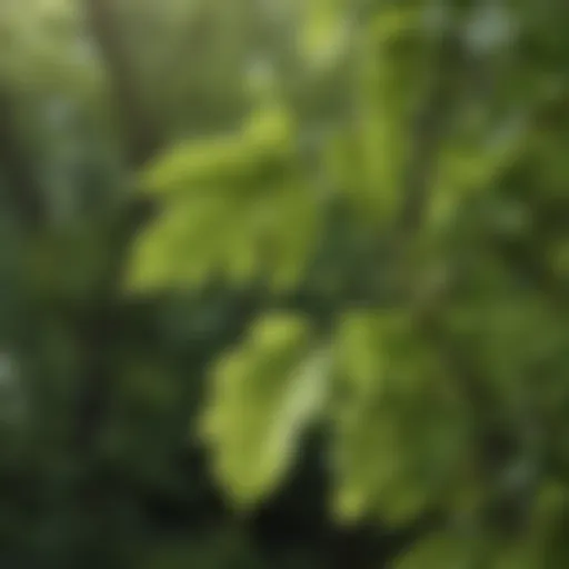 Close-up of fresh hazel leaves showcasing their texture and vitality