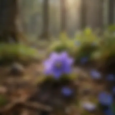 Ecological Significance of Hepatica Ecological significance of hepatica in its habitat