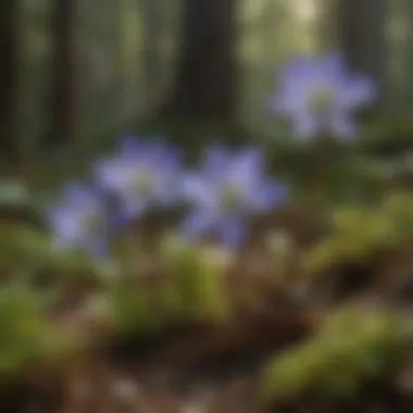 Medicinal Uses of Hepatica Plant Medicinal uses of hepatica plant displayed
