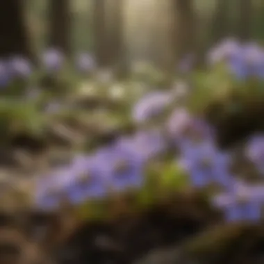 Close-up of hepatica flowers in bloom