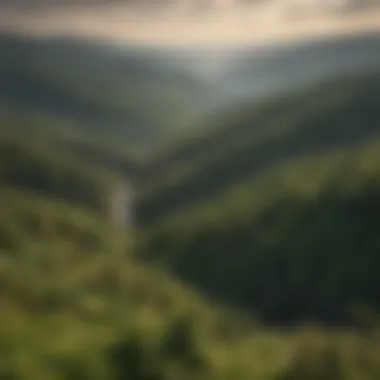 A panoramic view from Highpoint Overlook capturing the vast forest landscape.