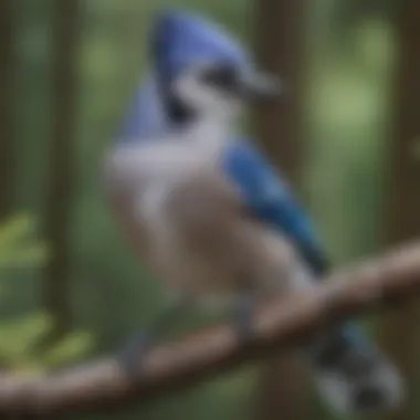 A close-up of a vibrant blue jay perched on a branch, showcasing its striking plumage.