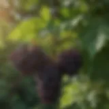 Close-up view of elderberry clusters on the tree