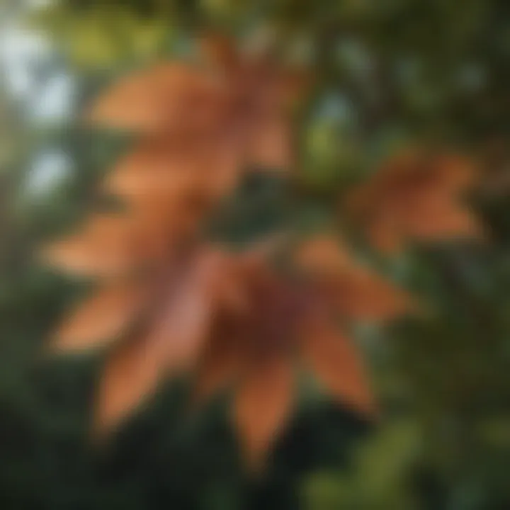 Distinctive leaves of the elderberry tree