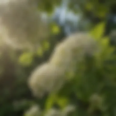 Elderberry flowers blooming in the spring