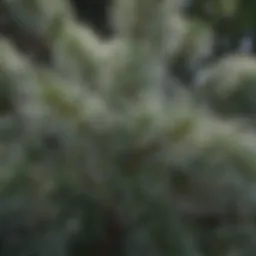 Close-up view of white pine needles showcasing their unique clusters