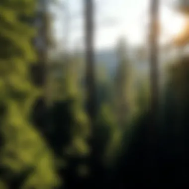 International Journal of Life Cycle Assessment: Navigating Sustainability in Forestry Introduction International Journal of Life Cycle Assessment: Navigating Sustainability in Forestry Introduction