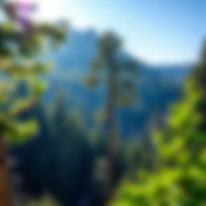 International Journal of Life Cycle Assessment: Navigating Sustainability in Forestry Summary