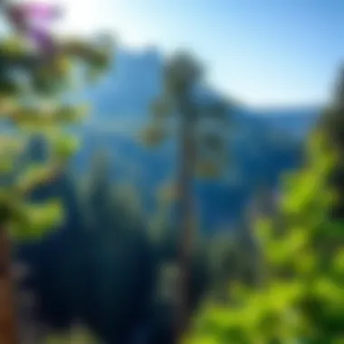 International Journal of Life Cycle Assessment: Navigating Sustainability in Forestry Summary International Journal of Life Cycle Assessment: Navigating Sustainability in Forestry Summary
